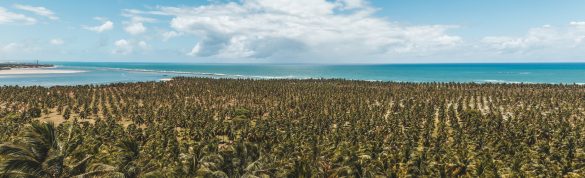 Guia de viagem Maceió - praia do Gunga